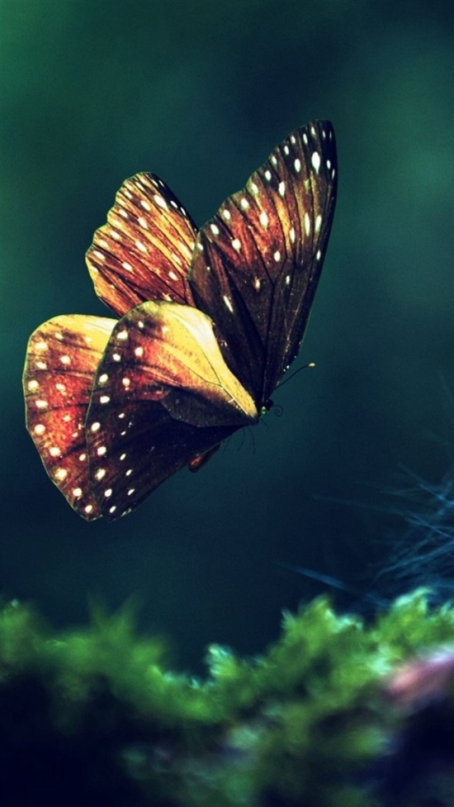 Butterfly grass flying wings iPhone 8 wallpaper 