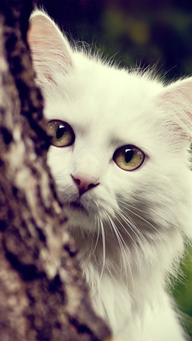 Cat white fluffy look out tree iPhone 8 wallpaper 