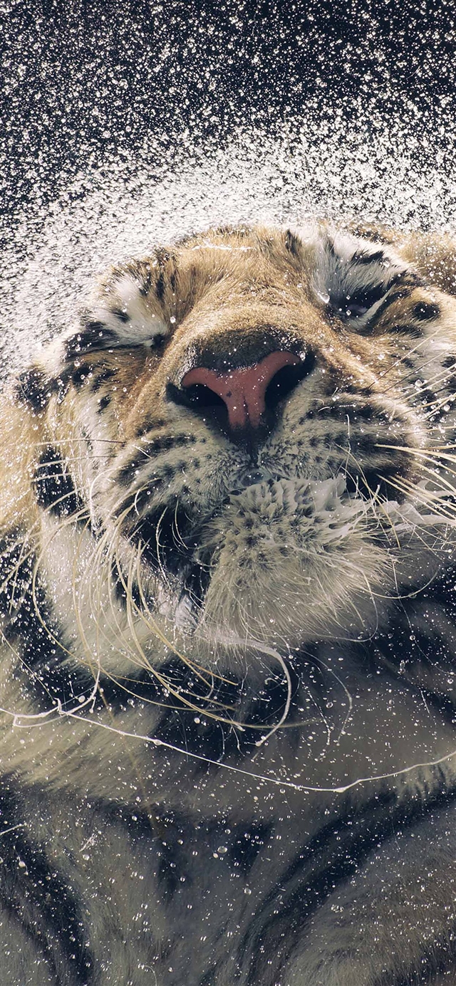 Shaking tiger water iPhone X wallpaper 