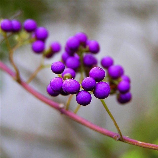 Branch nature berries violet kallikarpa iPad wallpaper 