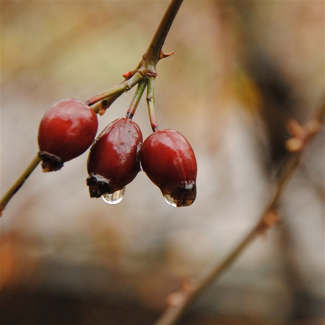 Fall twig berries drops iPad Pro wallpaper 