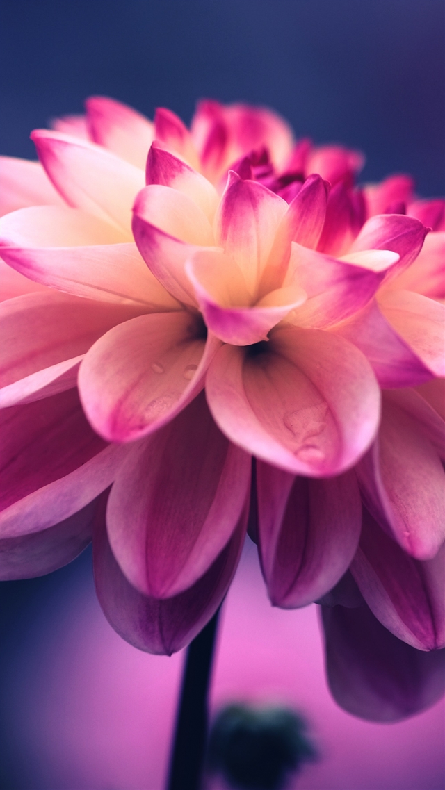Flower pink petals bud close up iPhone 8 wallpaper 