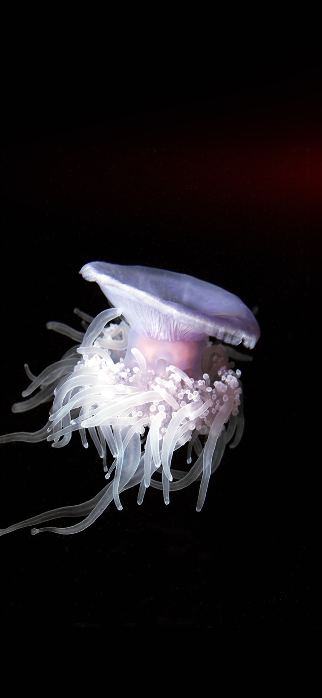 Jellyfish dark sea animal flare iPhone X wallpaper 