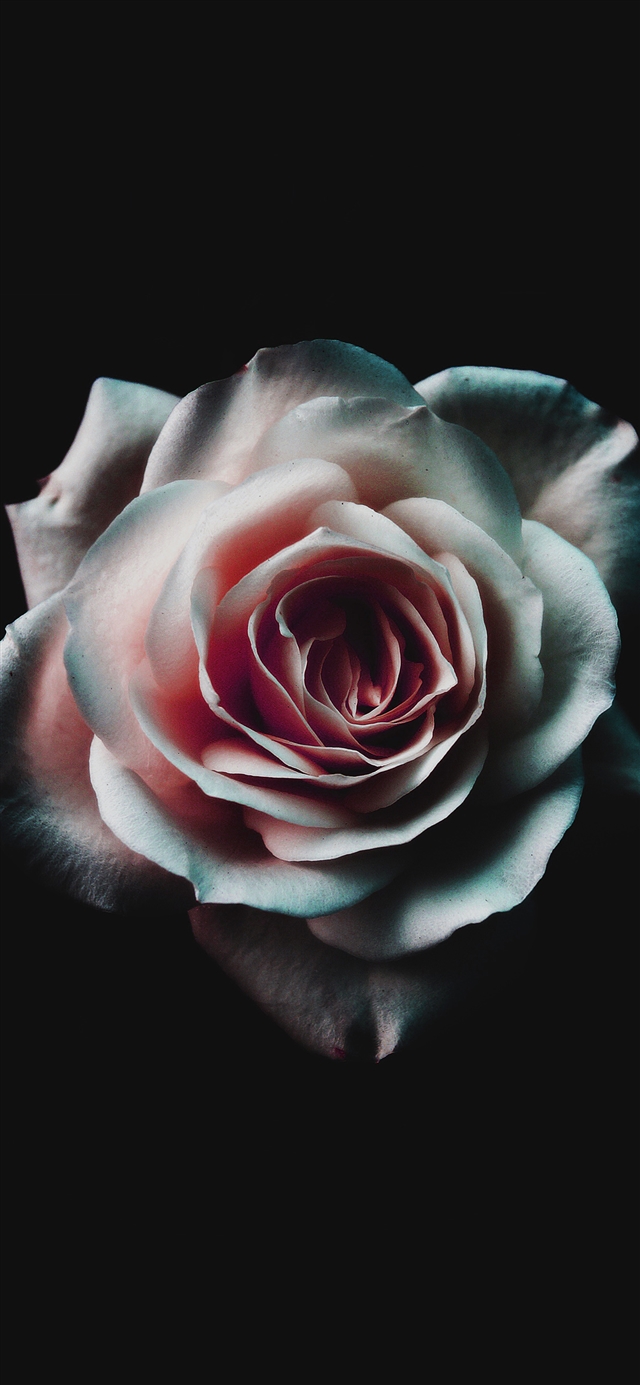 Flower white dark iPhone X wallpaper 