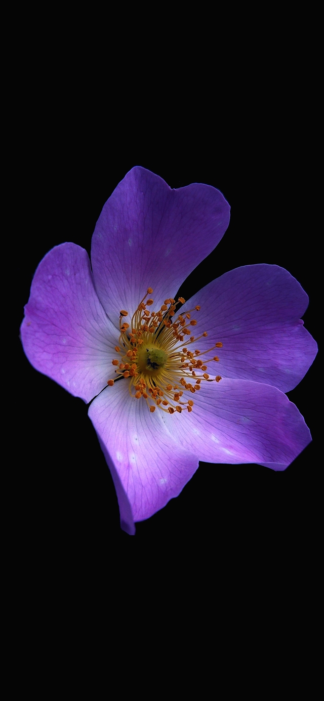 Macro flower dark purple iPhone X wallpaper 