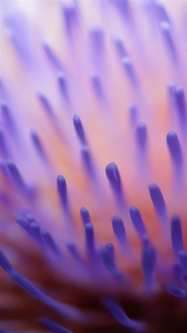 Flower zoom inside purple pattern iPhone 8 wallpaper 