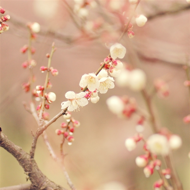 Spring tree blossom flowers iPad wallpaper 