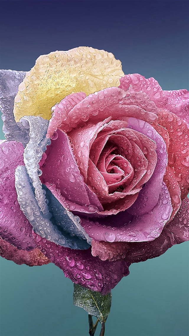 Flower rose art illustration iPhone 8 wallpaper 