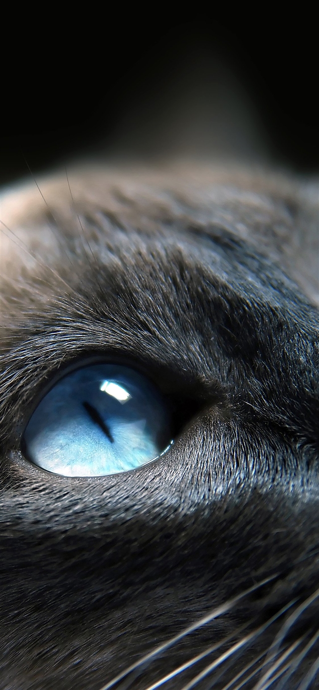 Cats blue eye cute iPhone X wallpaper 