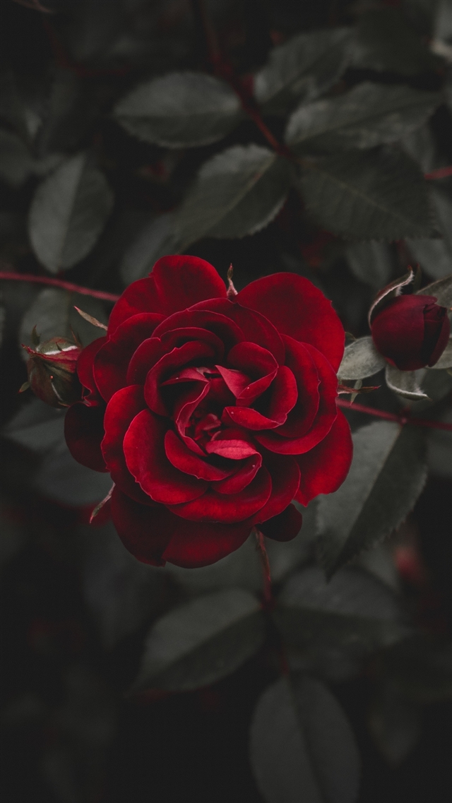 Rose red flower bud iPhone 8 wallpaper 
