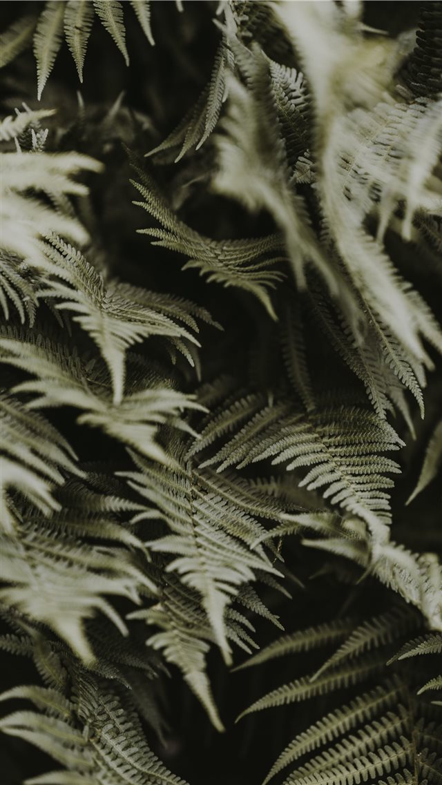Green ferns iPhone 8 wallpaper 