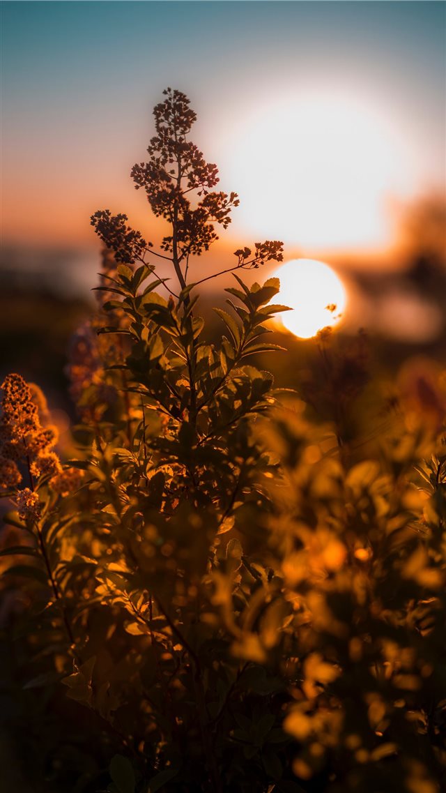 Sunrise at Acadia National Park iPhone 8 wallpaper 