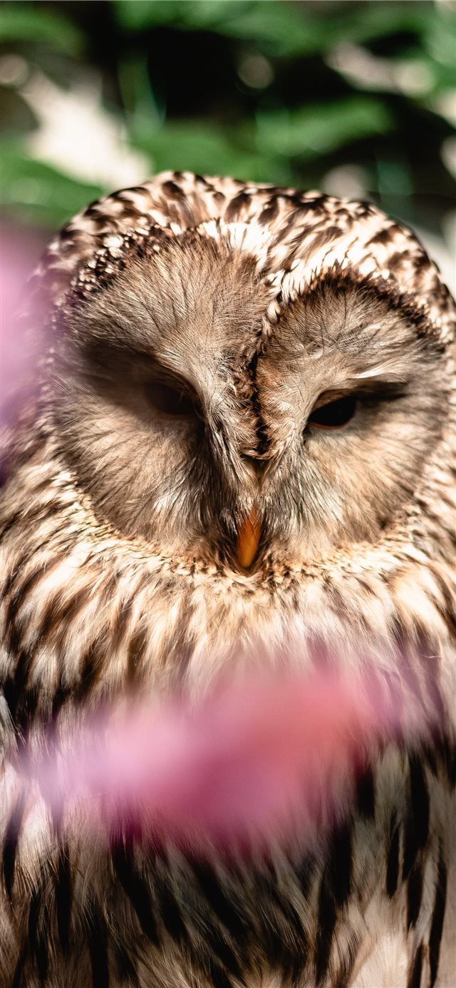 Ural Owl iPhone X wallpaper 