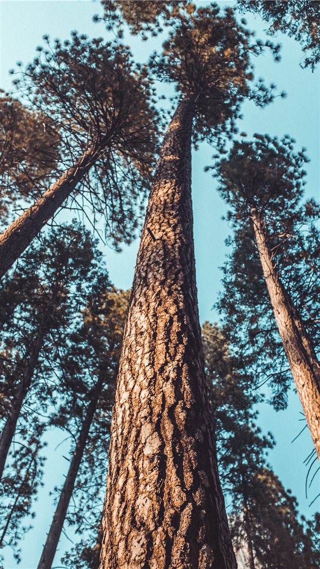 tree iPhone SE wallpaper 