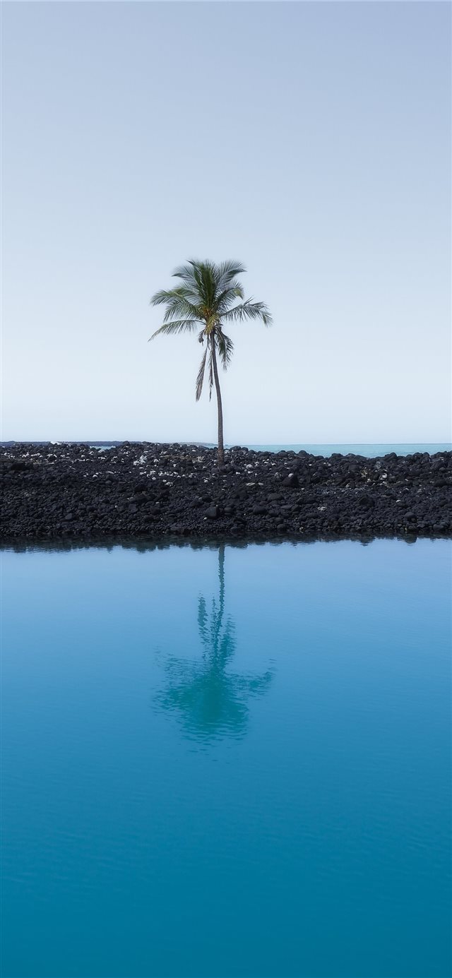 Lone Palm iPhone X wallpaper 