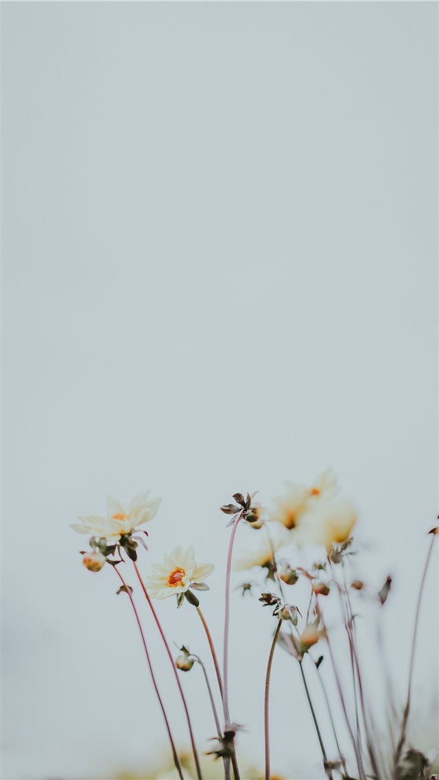 Pale lemon flowers with blank space iPhone 8 wallpaper 