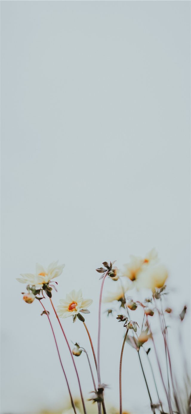 Pale lemon flowers with blank space iPhone X wallpaper 