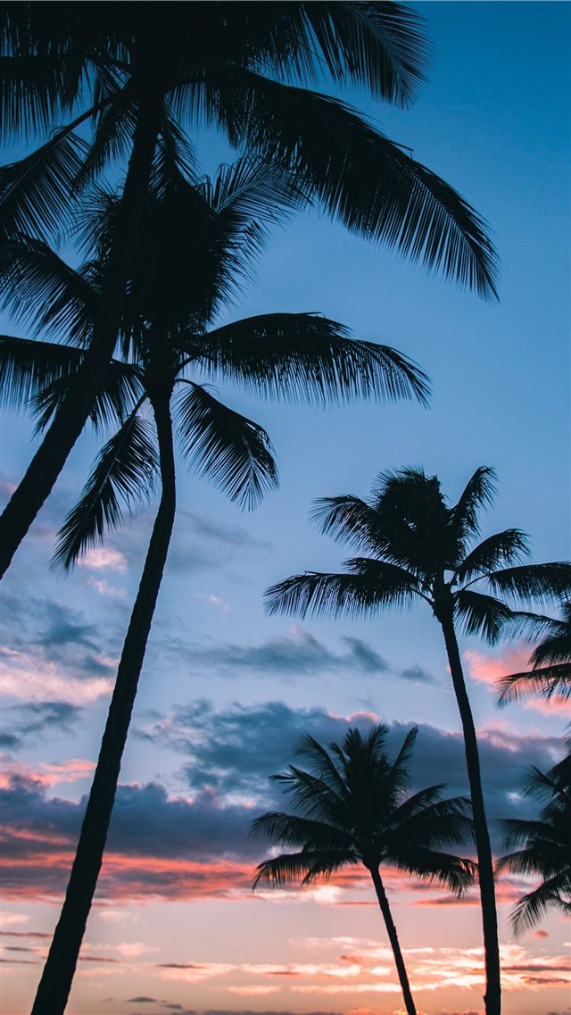 Palm Trees in Paradise iPhone 8 wallpaper 