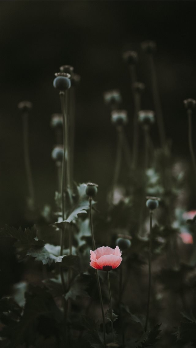 Pink Poppy with blank space iPhone 8 wallpaper 