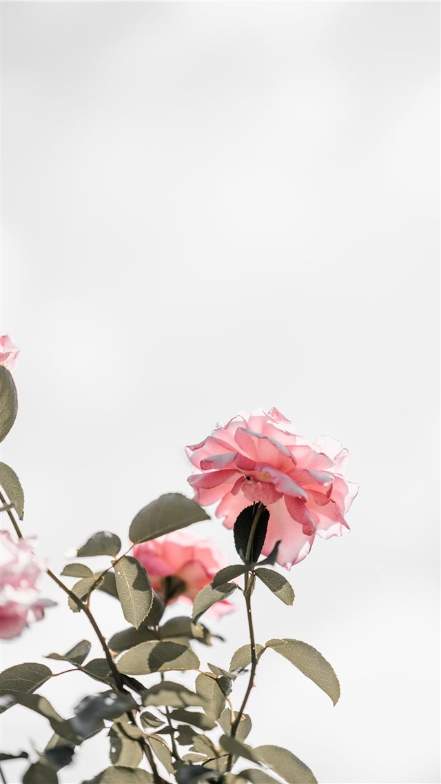 Pink roses with blank space  light iPhone 8 wallpaper 