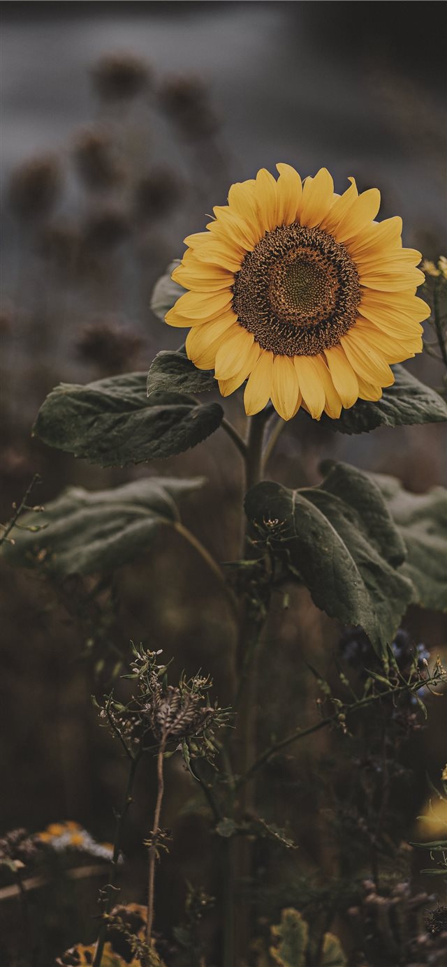 Sunflower iPhone X wallpaper 