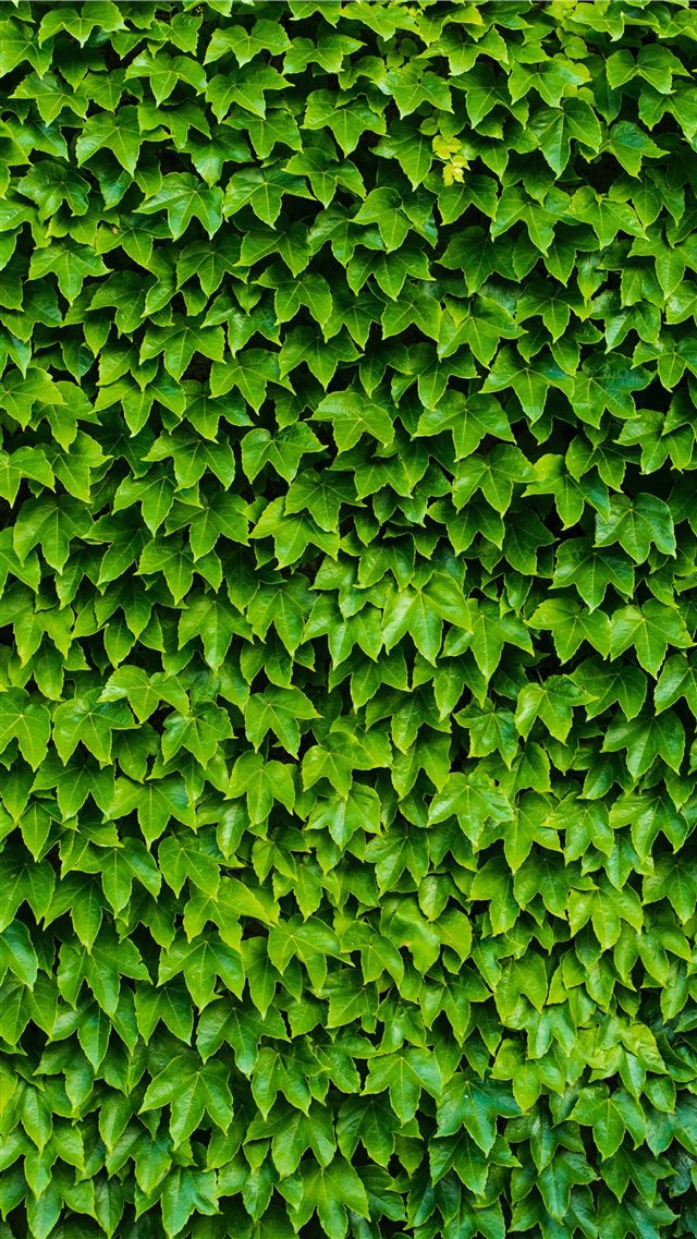 foliage iPhone 8 wallpaper 