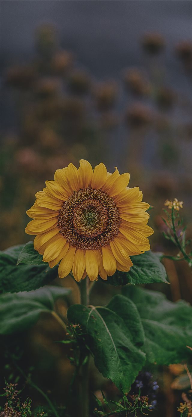 sunflower iPhone X wallpaper 