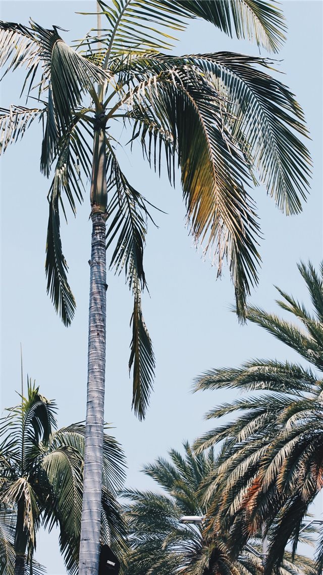 Beverly Palms iPhone 8 wallpaper 