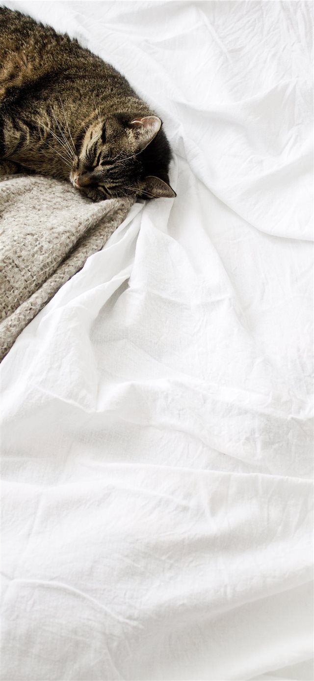 Cat sleeping white blanket iPhone X wallpaper 