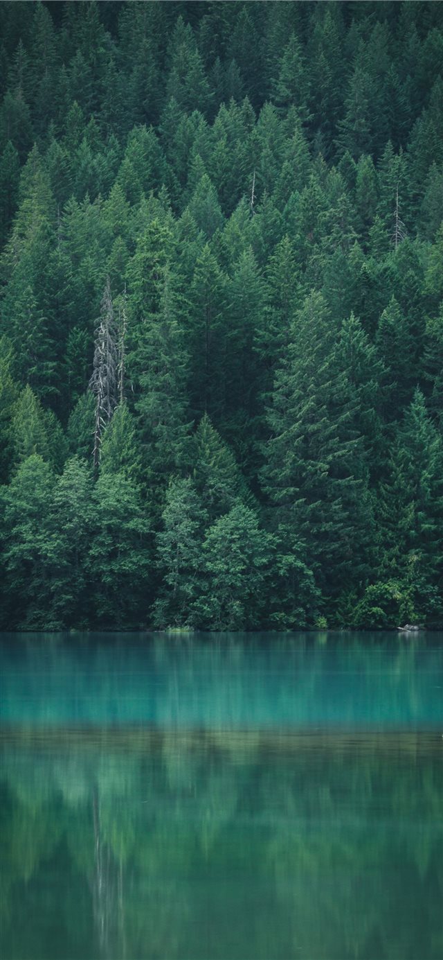 Forest reflection at Diablo Lake iPhone X wallpaper 
