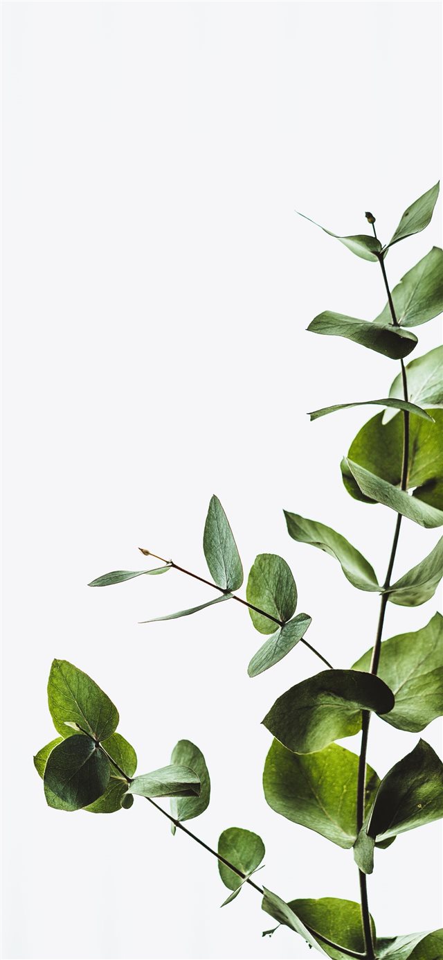 Minimal eucalyptus leaves iPhone X wallpaper 