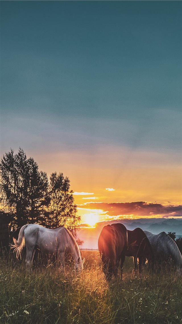 Peace on the paddock iPhone 8 wallpaper 