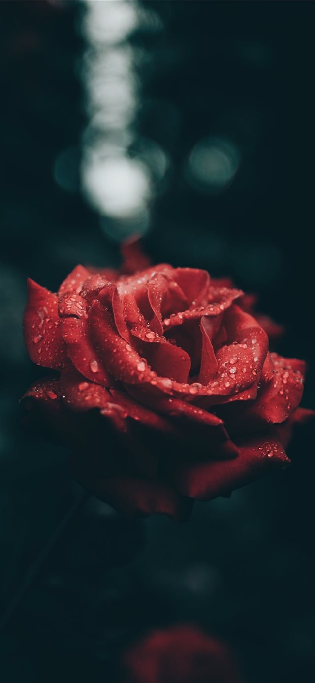 Rose and raindrops iPhone X wallpaper 