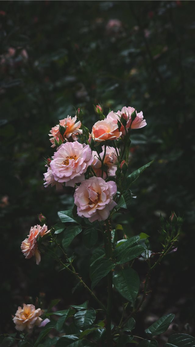 Roses iPhone 8 wallpaper 
