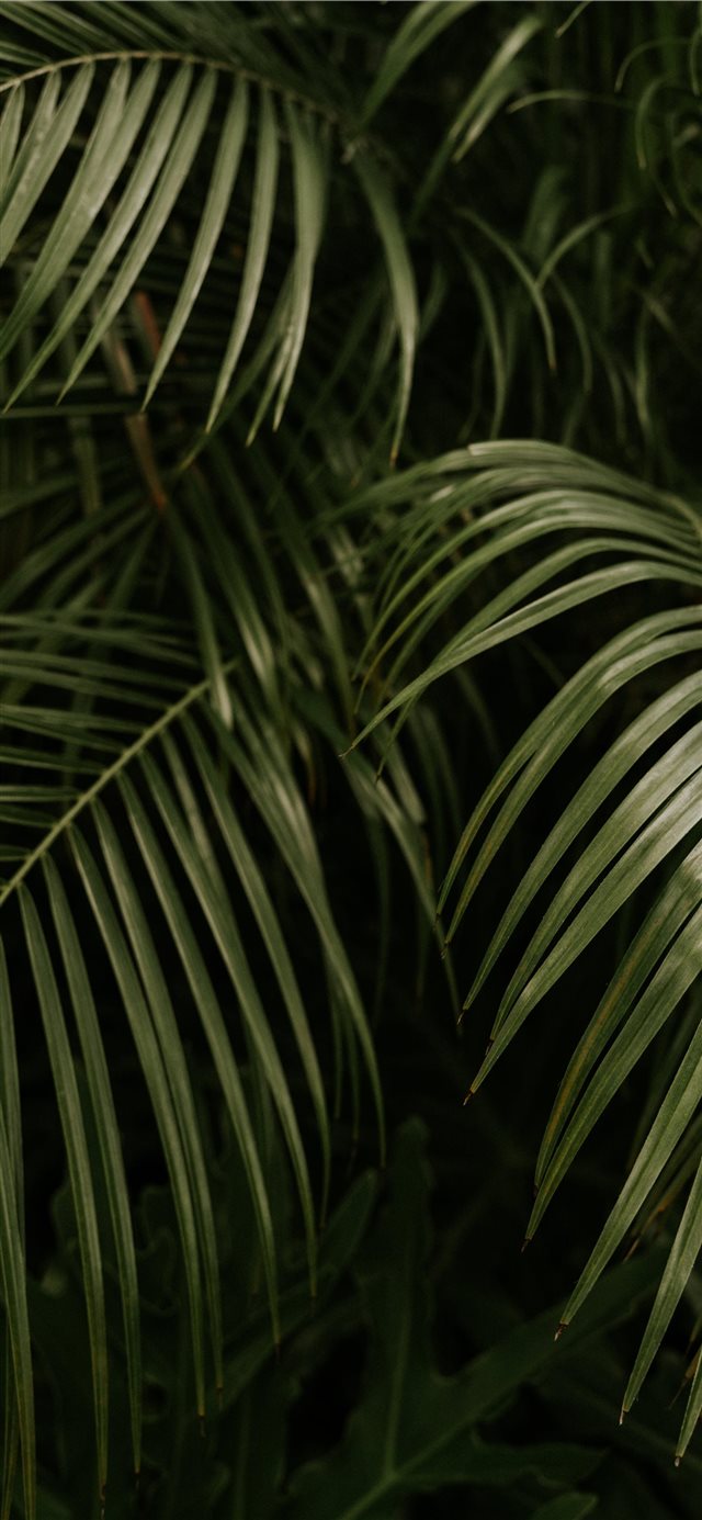 The Palms iPhone X wallpaper 