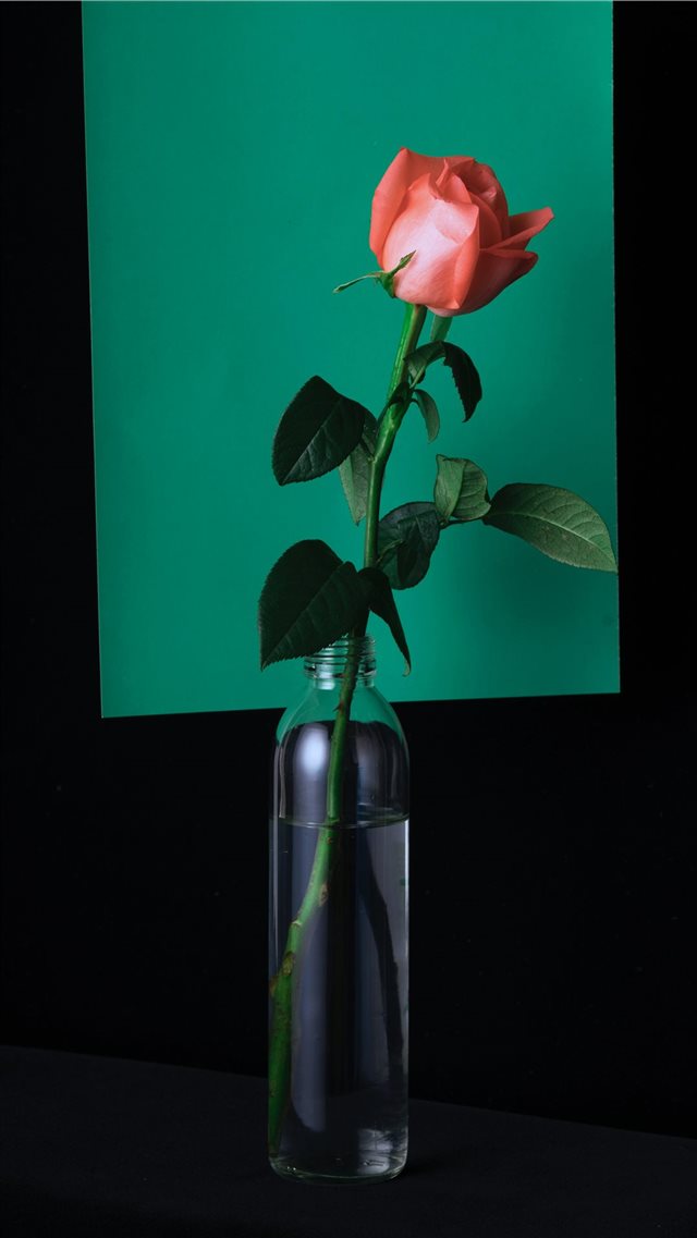 vase iPhone 8 wallpaper 
