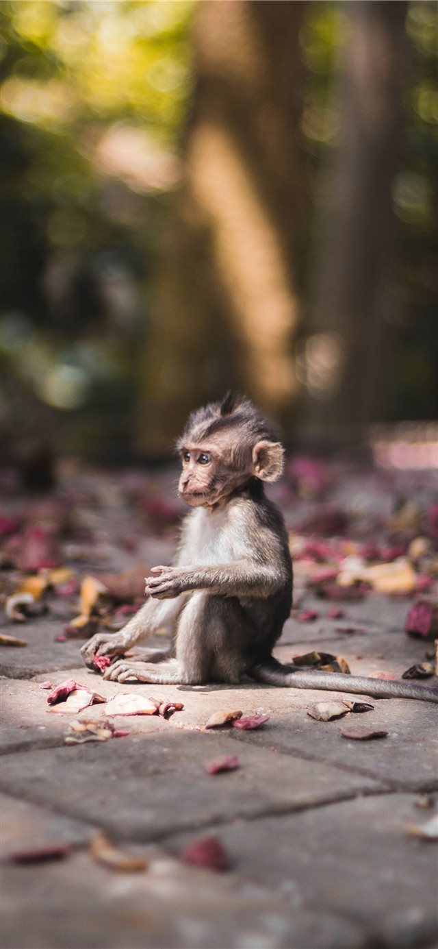 Baby monkey found in Sacred Monkey Forrest in Ubud iPhone X wallpaper 