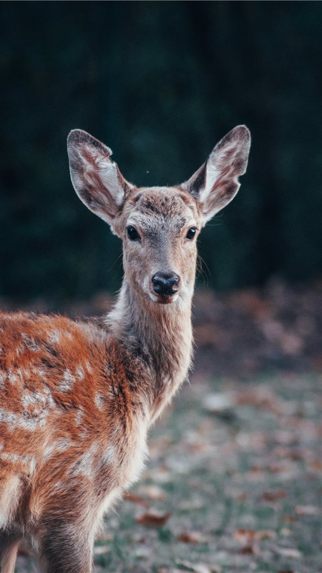 Bambi Eyes iPhone 8 wallpaper 