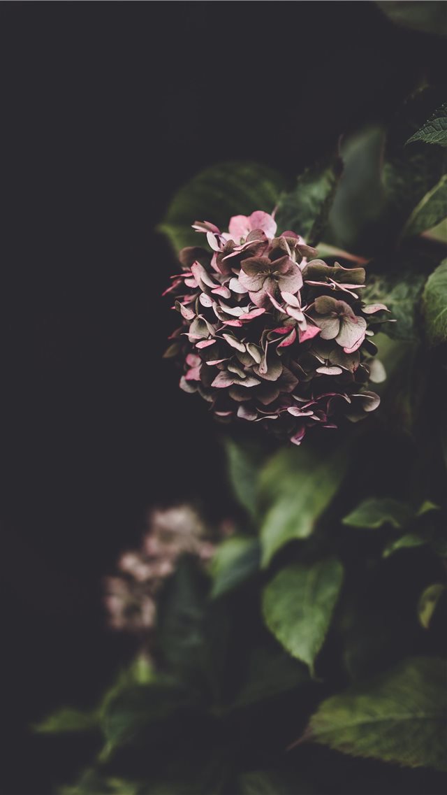 Delicate hydrangea flower  fragility in nature iPhone 8 wallpaper 