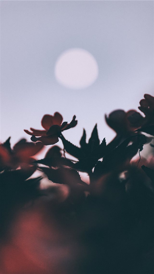 Oleander and moon iPhone 8 wallpaper 
