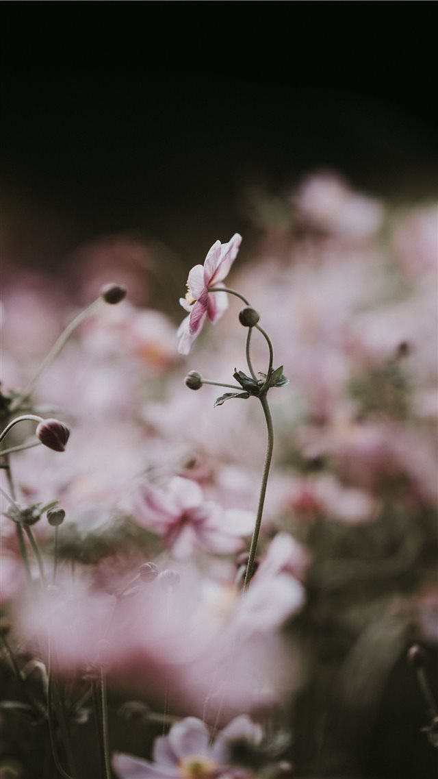 Pale pink anemone florals iPhone 8 wallpaper 