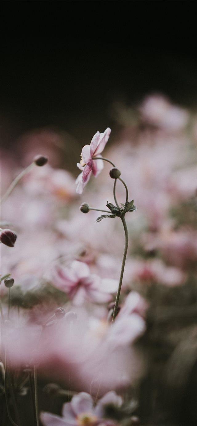 Pale pink anemone florals iPhone X wallpaper 