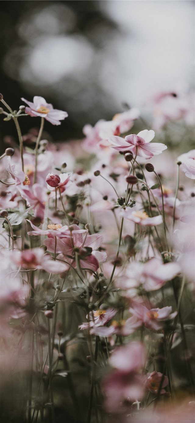 Pastel pink flowers iPhone X wallpaper 