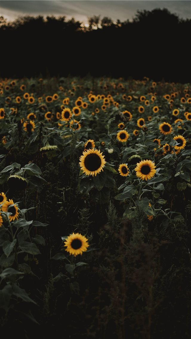 The road to freedom is bordered with sunflowers  iPhone 8 wallpaper 