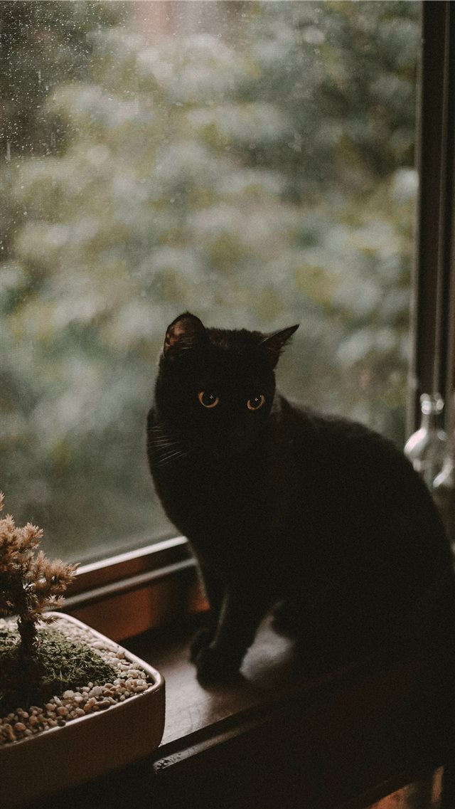 black cat iPhone 8 wallpaper 