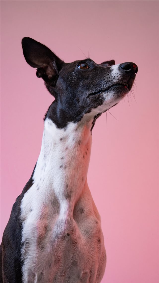 dog iPhone 8 wallpaper 