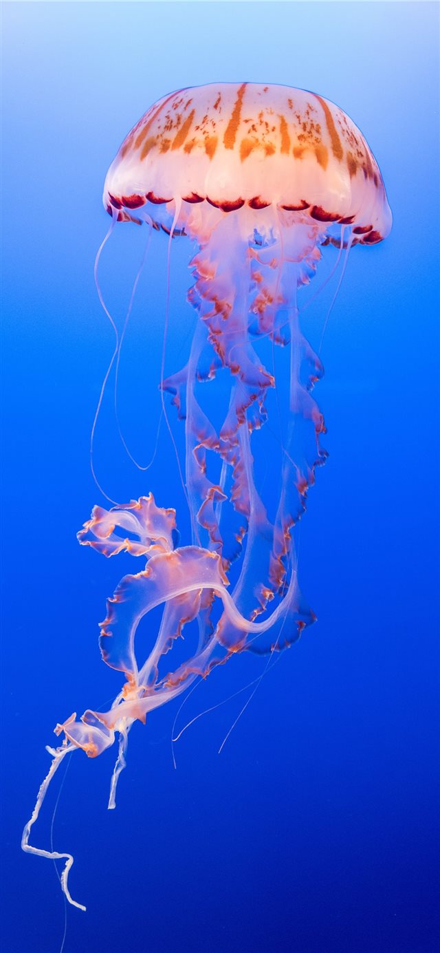 Jellyfish Exotica iPhone X wallpaper 