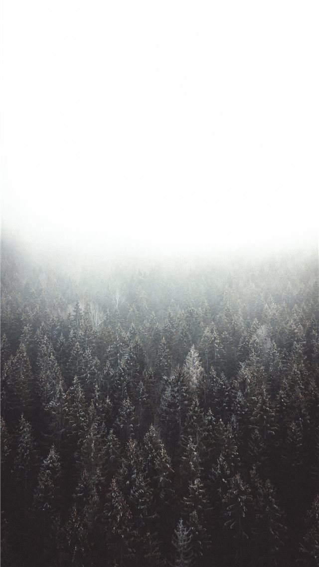Lost in the woods iPhone SE wallpaper 