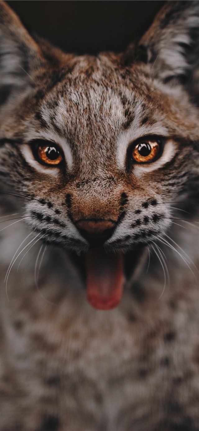 Lynx portrait iPhone X wallpaper 