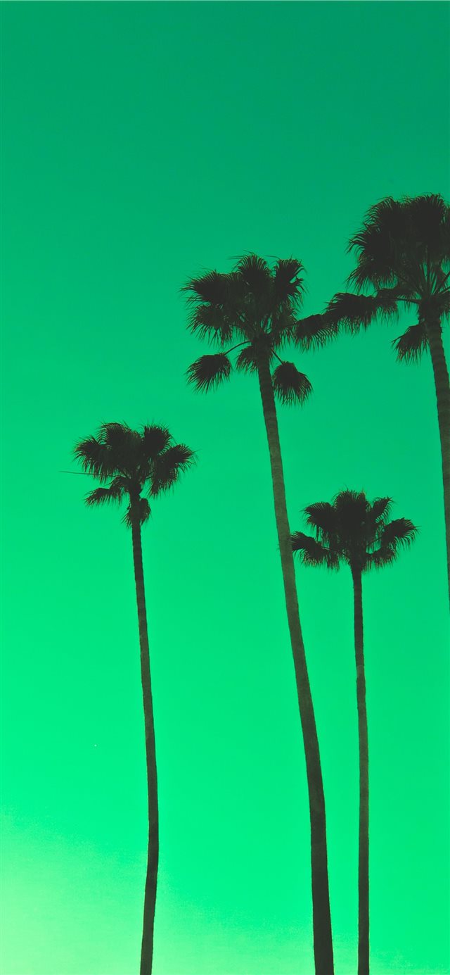 four palm trees iPhone X wallpaper 